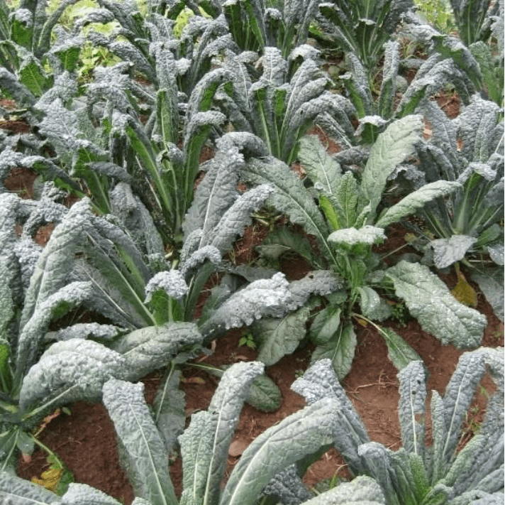 Organic Dino Kale Art Pack