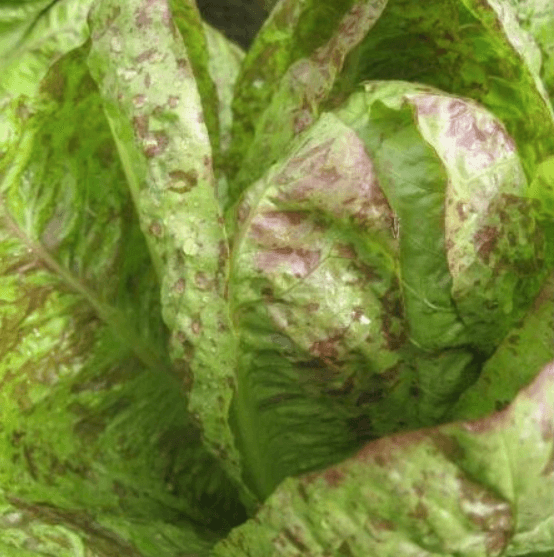 Organic Spotted Trout Lettuce Art Pack