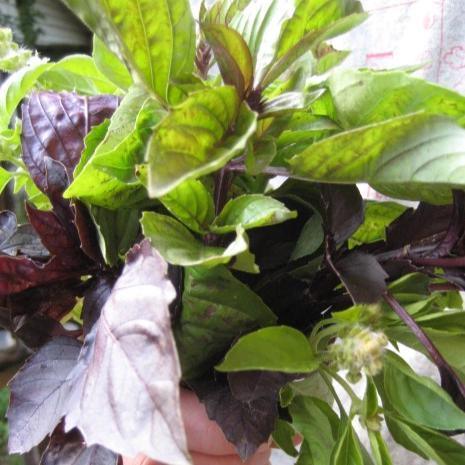 Organic Basil Bouquet Art Pack