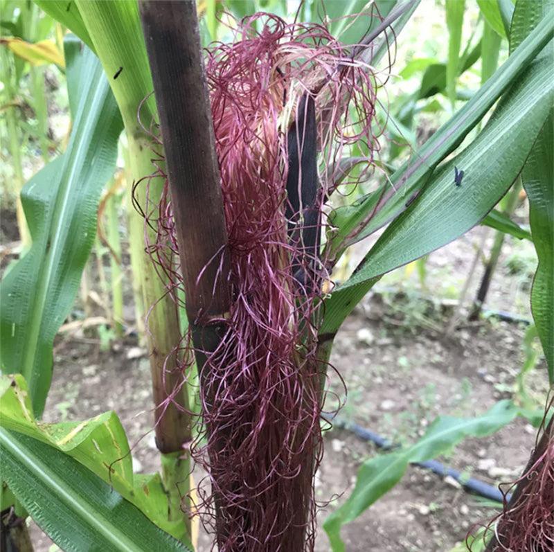 Double Red Corn Art Pack (Organic)
