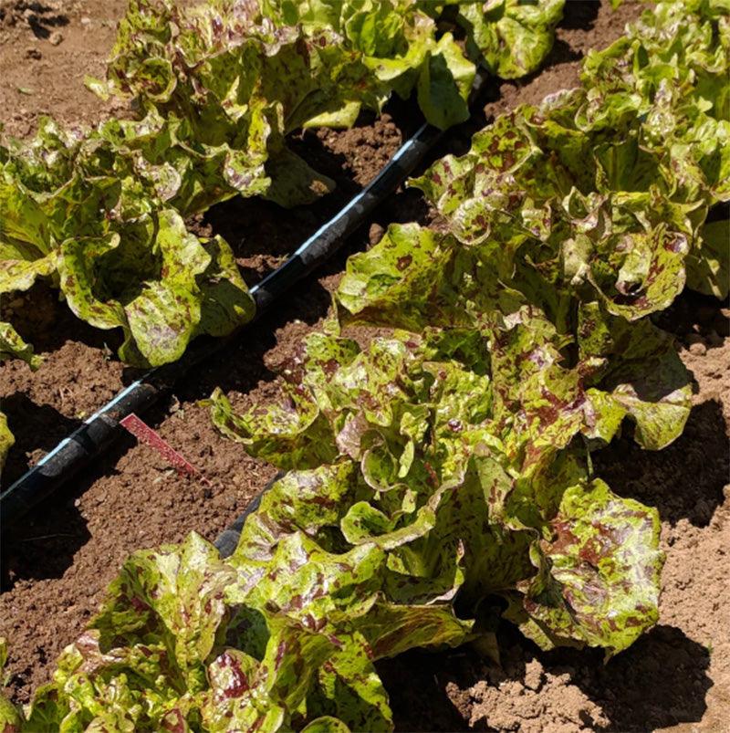 Joker Lettuce Art Pack (Organic)