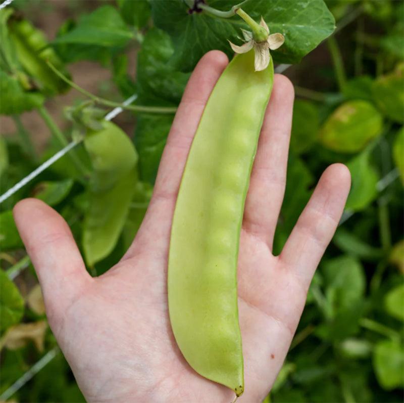 Swiss Giant Snow Pea Art Pack (Organic)