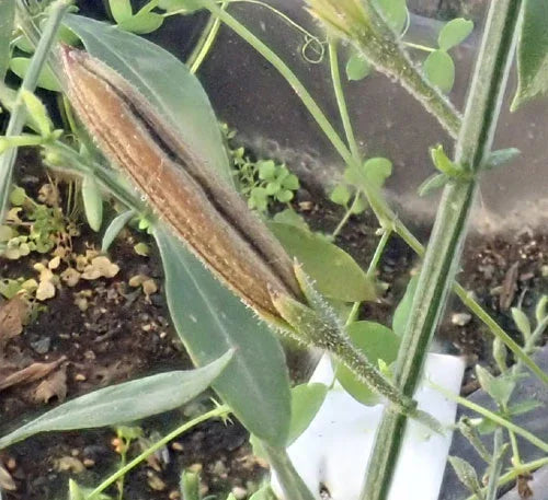 Andrographis Seeds (Organic)
