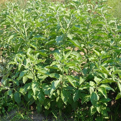 African Ashwagandha Seeds (Organic)