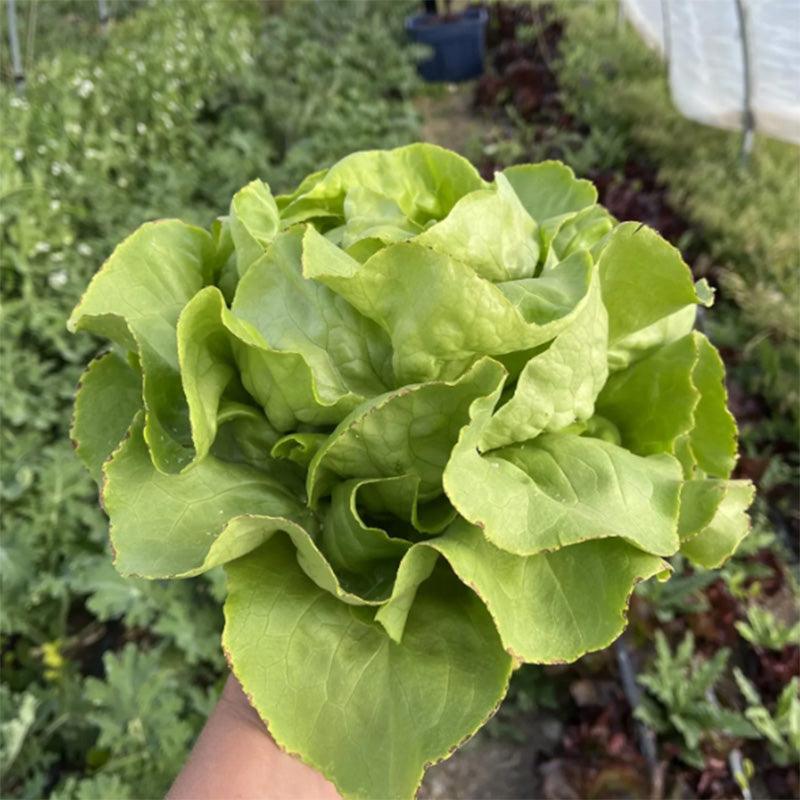 Divina Butterhead Lettuce Seeds