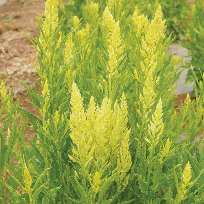 Sylphid Celosia Seeds