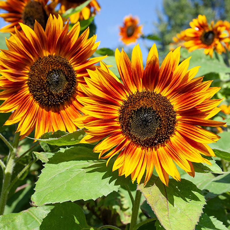 Velvet Queen Sunflower Seeds (Organic)
