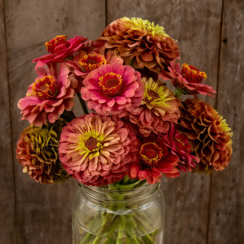 Queeny Lime Red Zinnia Seeds (Organic)