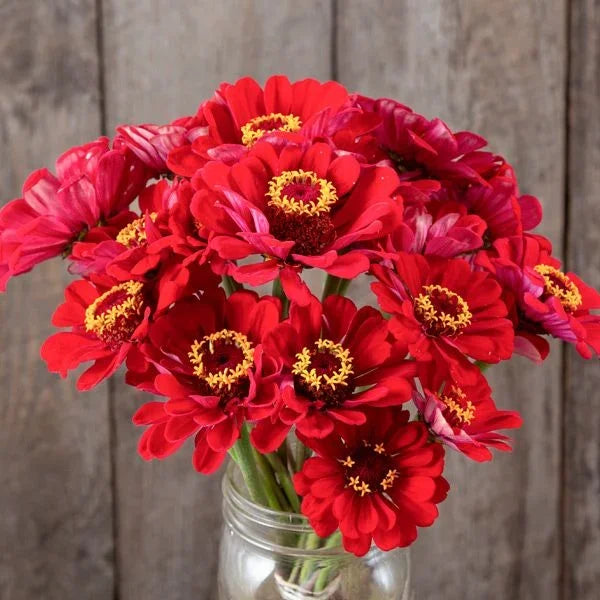 Meteor Zinnia Seeds (Organic)