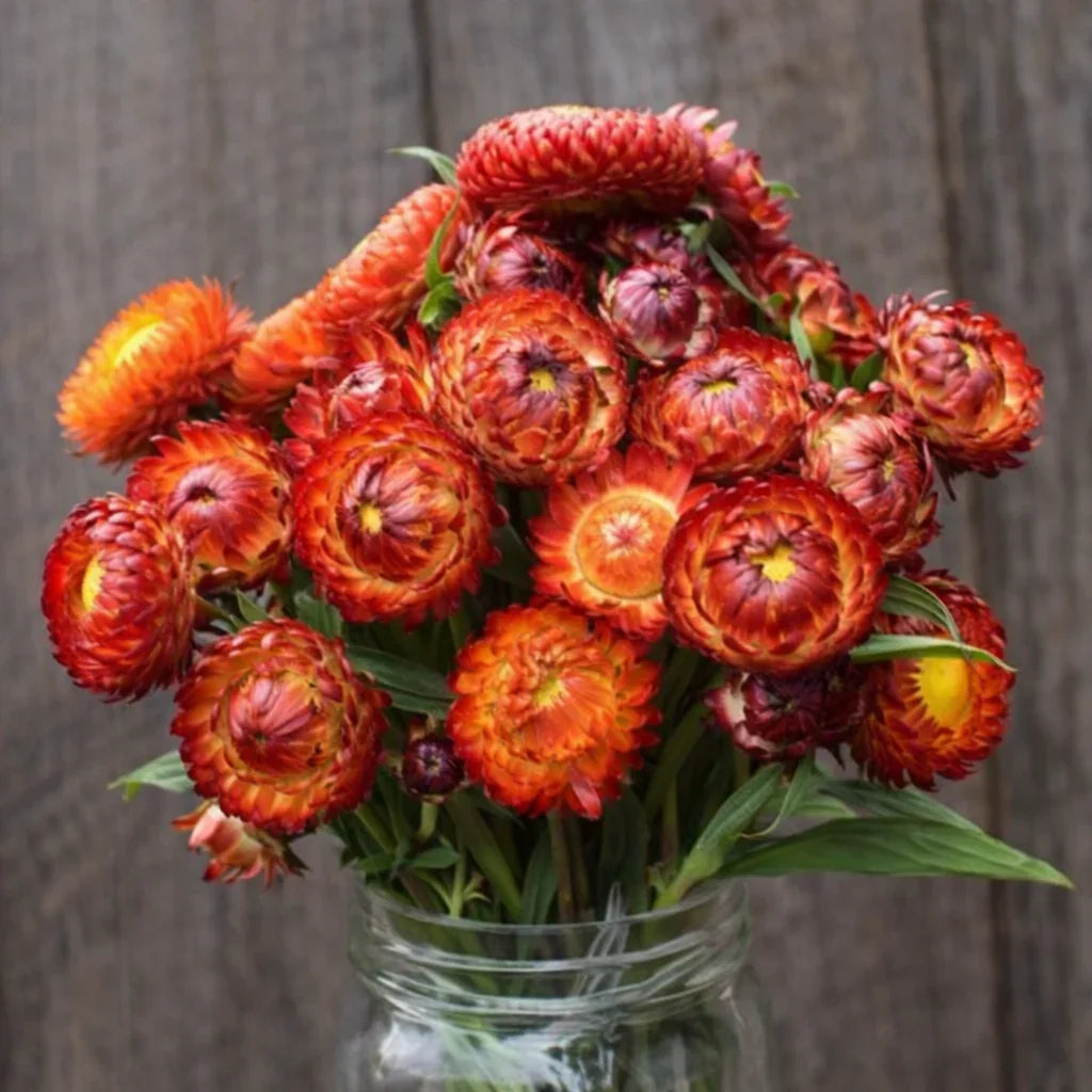 Fireball Strawflower Seeds (Organic)