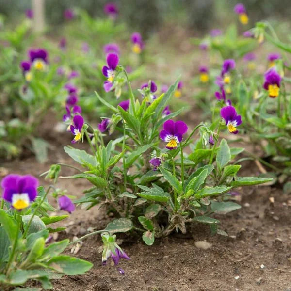 Anna Viola Seeds (Organic)