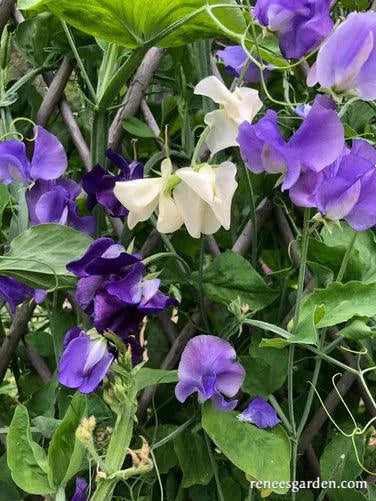 Mermaid's Dream Sweet Pea