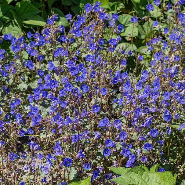California Blue Bells 1/4lb