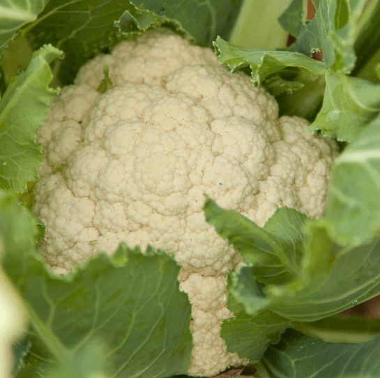 Organic Vegetable and Herb Start Collection
