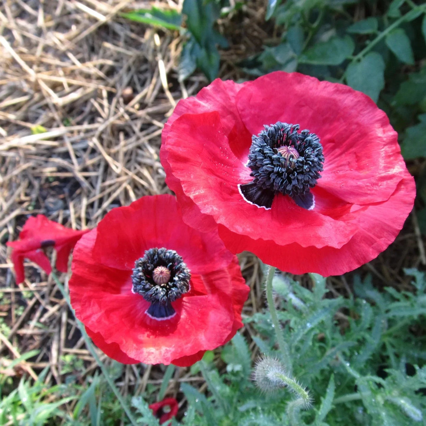 Cottage Garden Seeds Mix