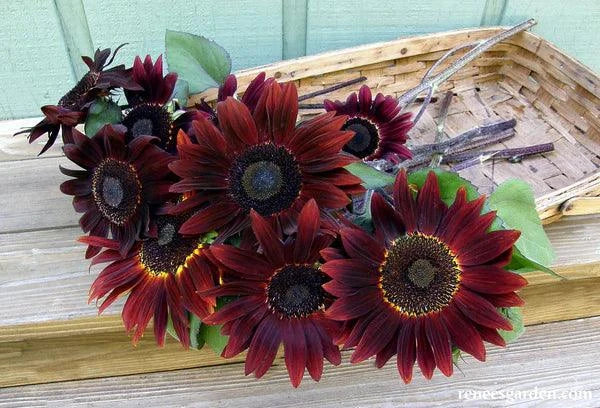 Cinnamon Sun Sunflower