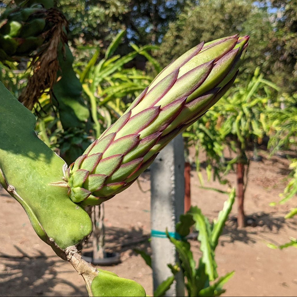 The Wallace Ranch Graft Hybrid Cutting