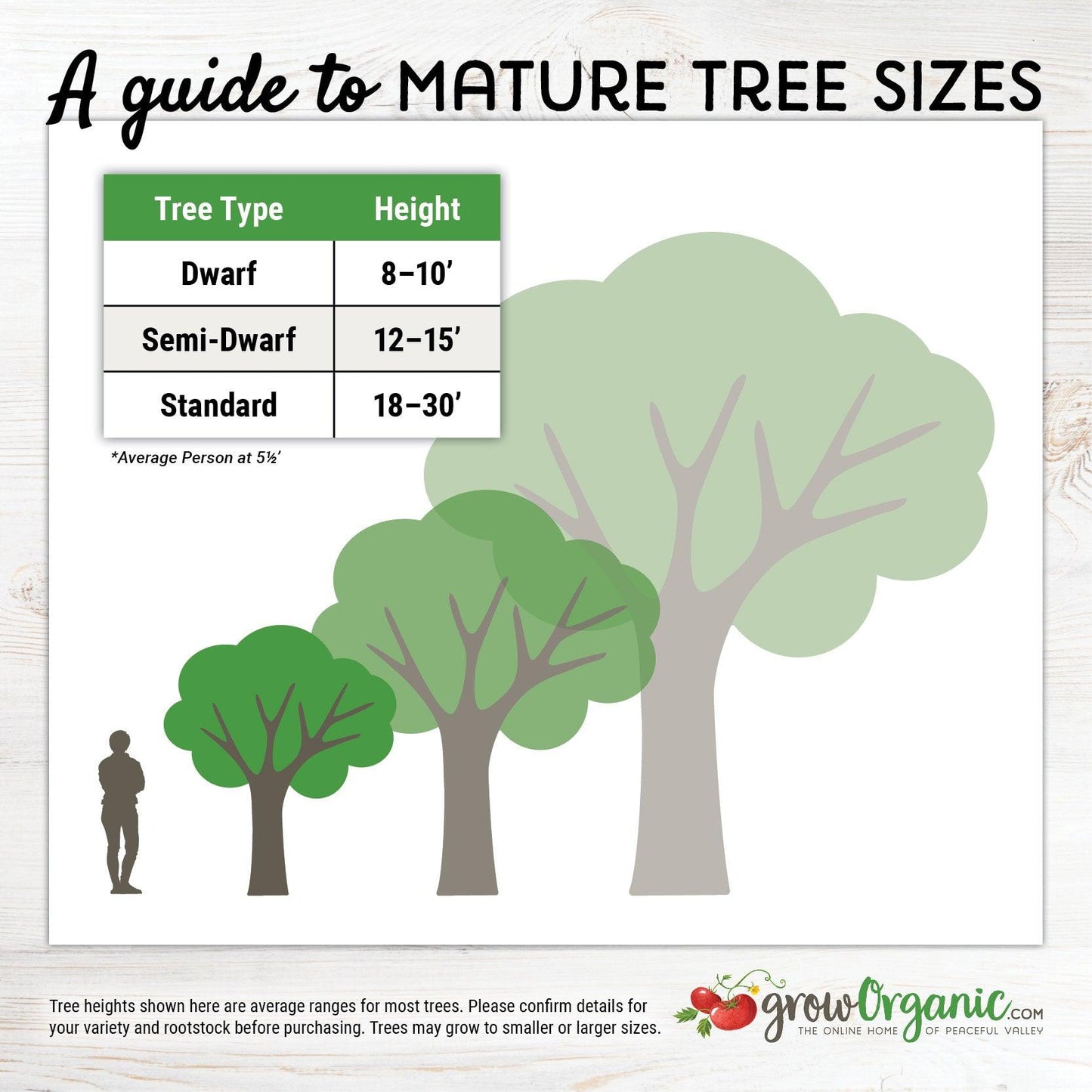 Kadota Potted Fig Tree