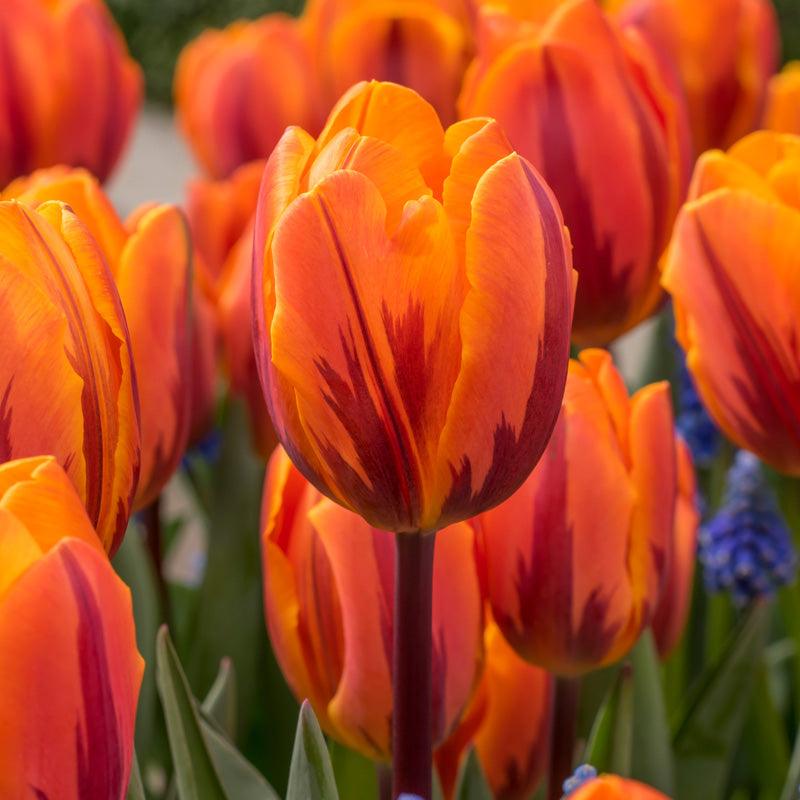 Princess Irene Triumph Tulip Bulbs (Pack of 7)
