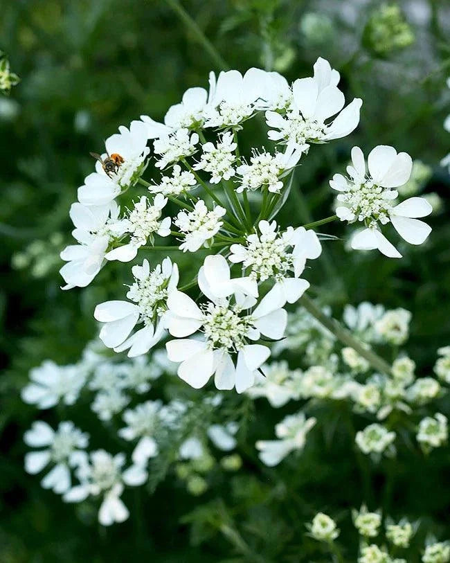 White Lace Orlaya Grandiflora