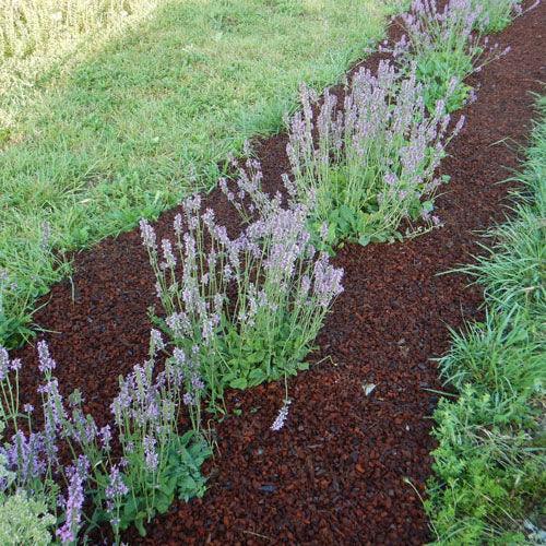 Wood Betony (Organic)