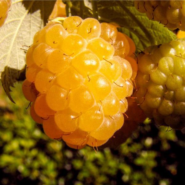 Raspberry - Yellow Honey Queen