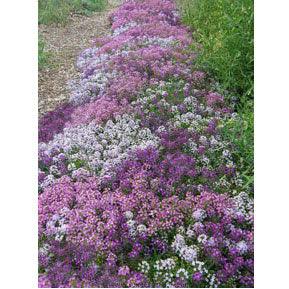 Summer Romance Alyssum Flower Seed Mix