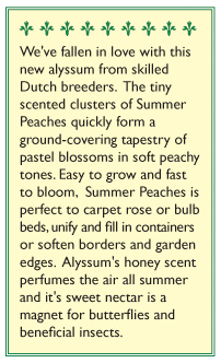 Summer Peaches Alyssum Flower Seeds