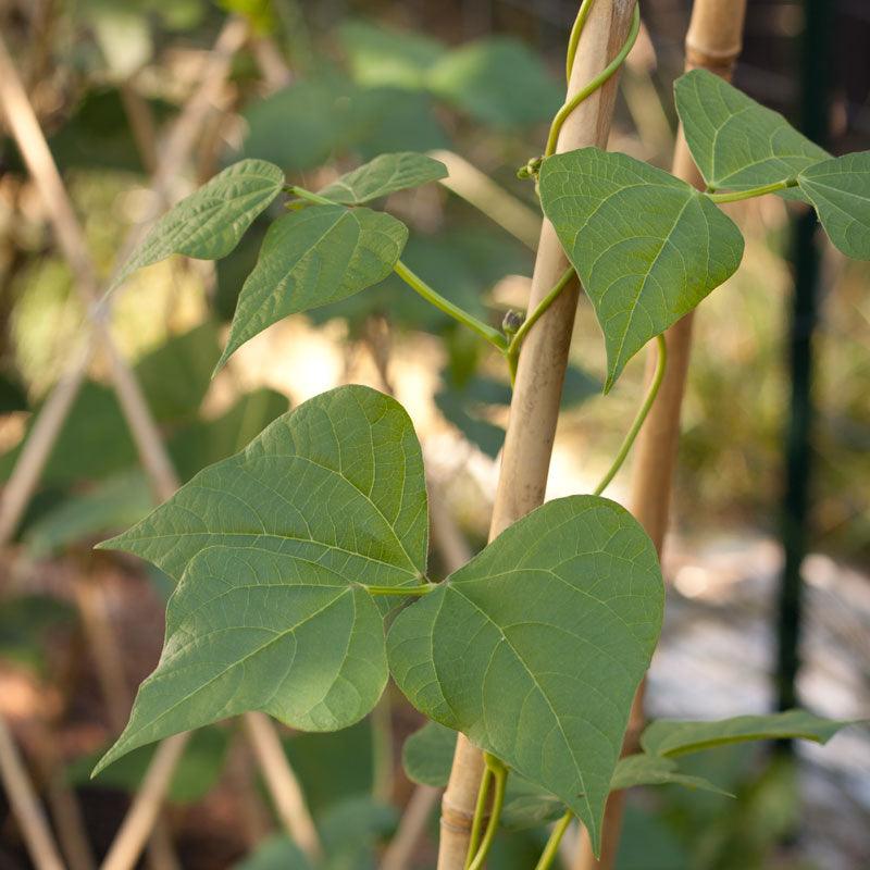 Bamboo Stakes - 7' (Pack of 10)