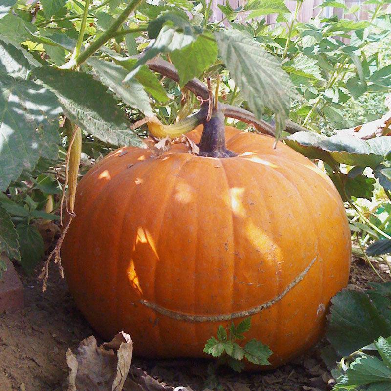 Organic Pumpkin, Big Max (1/4 lb)