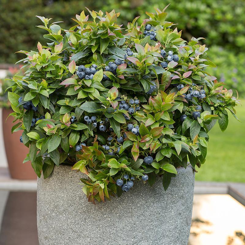 Potted Blueberry - Jelly Bean
