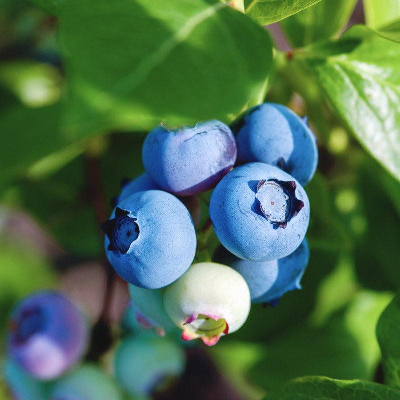 Organic Blueberry Toro (Ea)