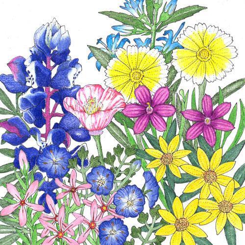 California Low-Growing Native Wildflower Mix (lb)