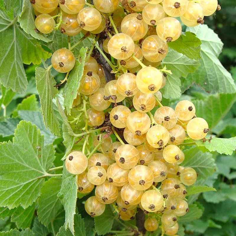 Cherry White Currant