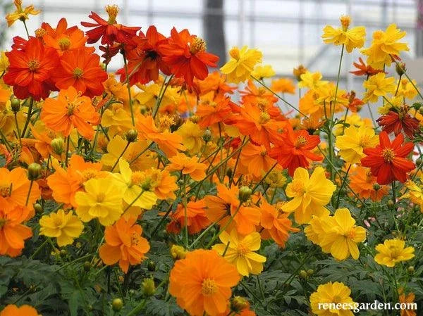 Little Ladybirds Cosmos