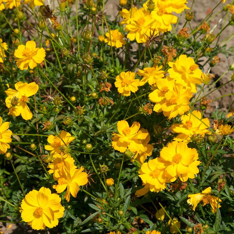Cosmos, Yellow (pack)