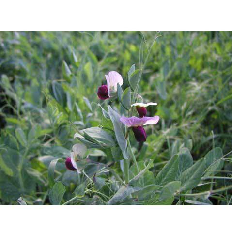 Austrian Winter Peas - Raw Seed (lb)