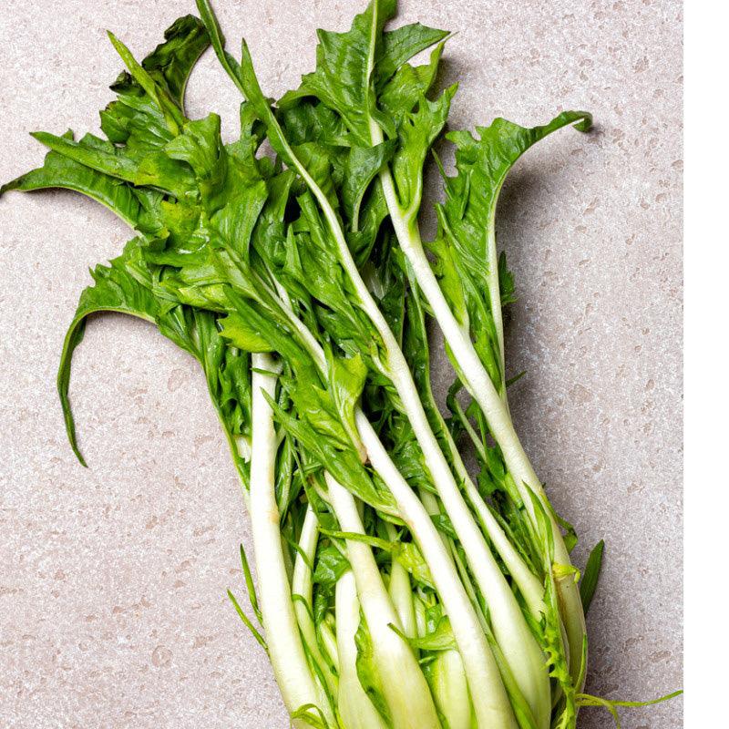 Chicory Catalogna Seeds (Organic)
