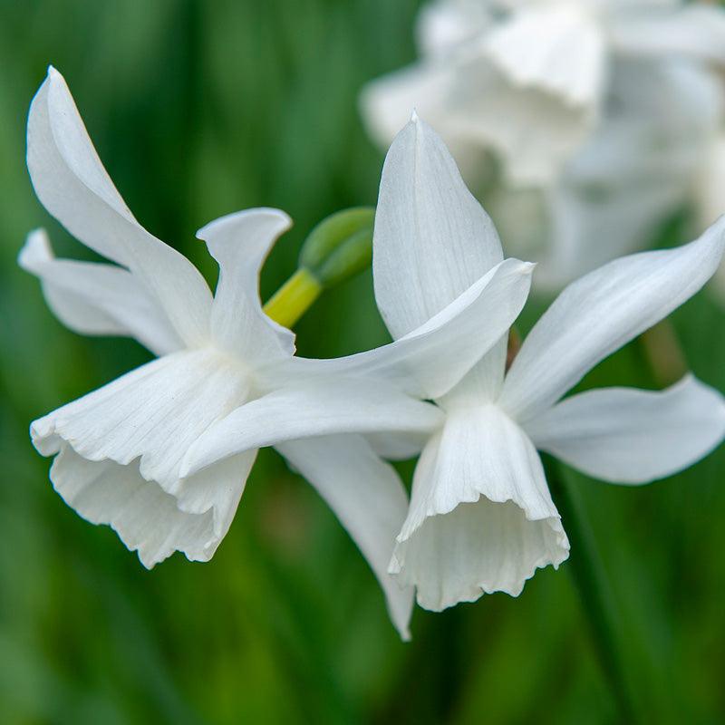 Triandrus Narcissus Thalia (Pack of 7)