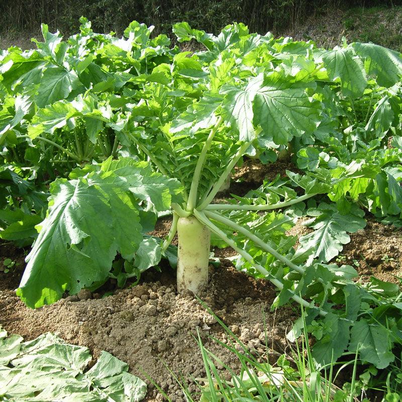 Organic Radish, Daikon (1/4 lb)