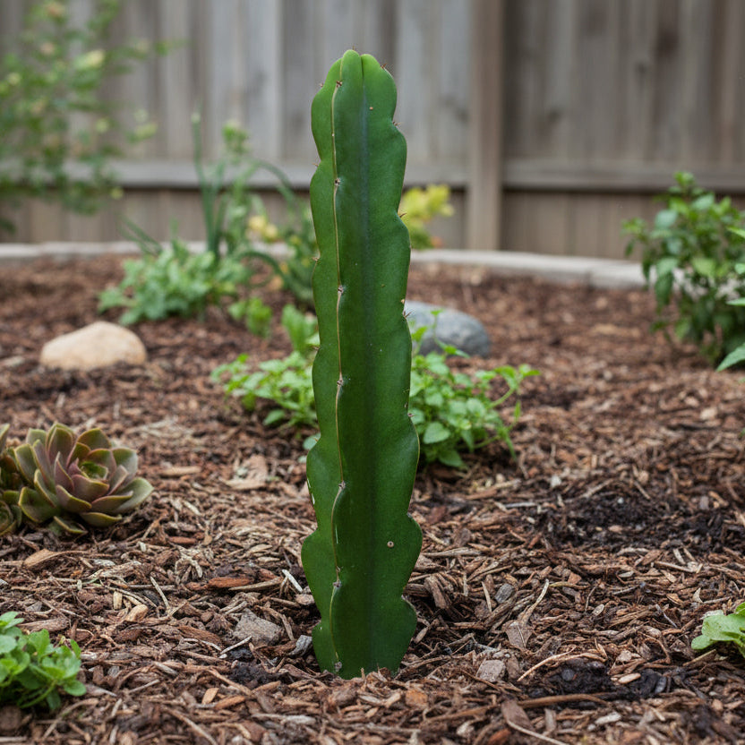 Organic Delight 3-S Dragon Fruit Cuttings