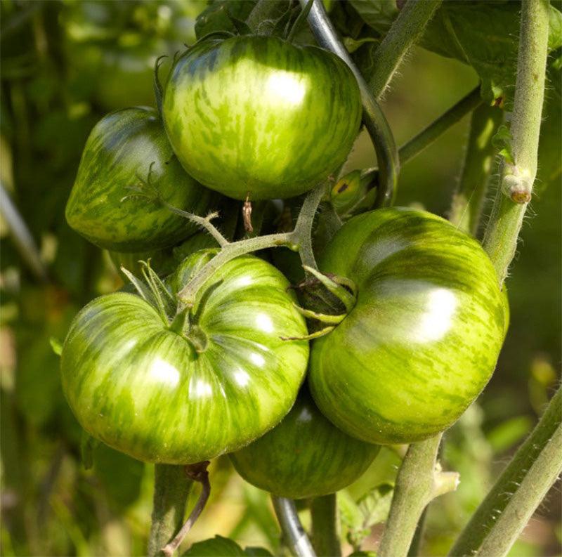 Green Zebra Tomato Seeds (Organic)