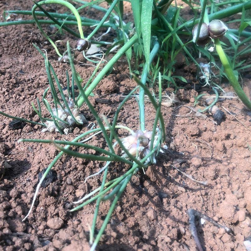 Organic Egyptian Walking Onion