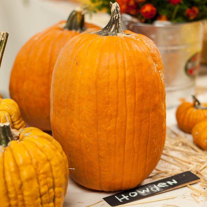 Howden Pumpkin