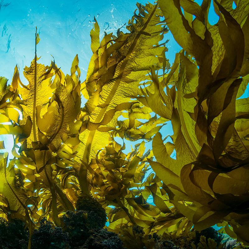 Peaceful Valley Organic Liquid Kelp