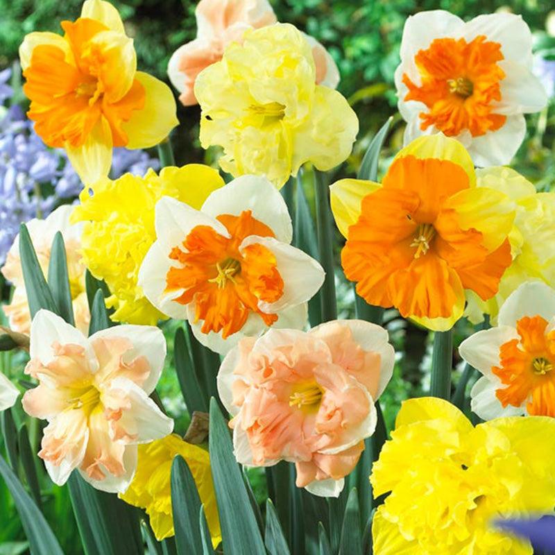 Split Corona Narcissus Butterfly Mix (Pack of 7)