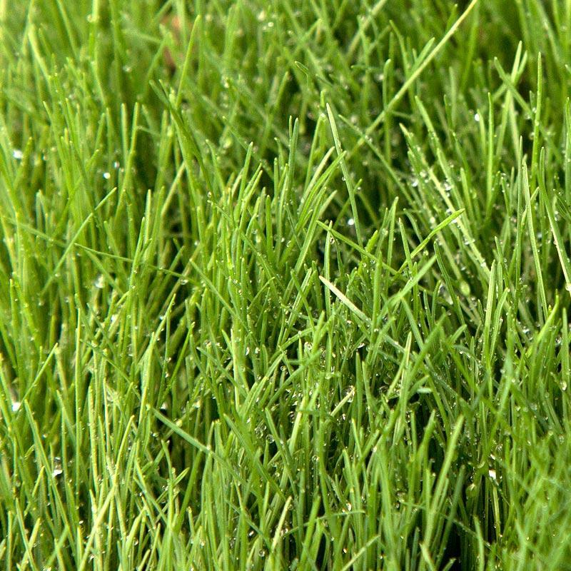 Fescue, Covar Sheep Seed (lb)