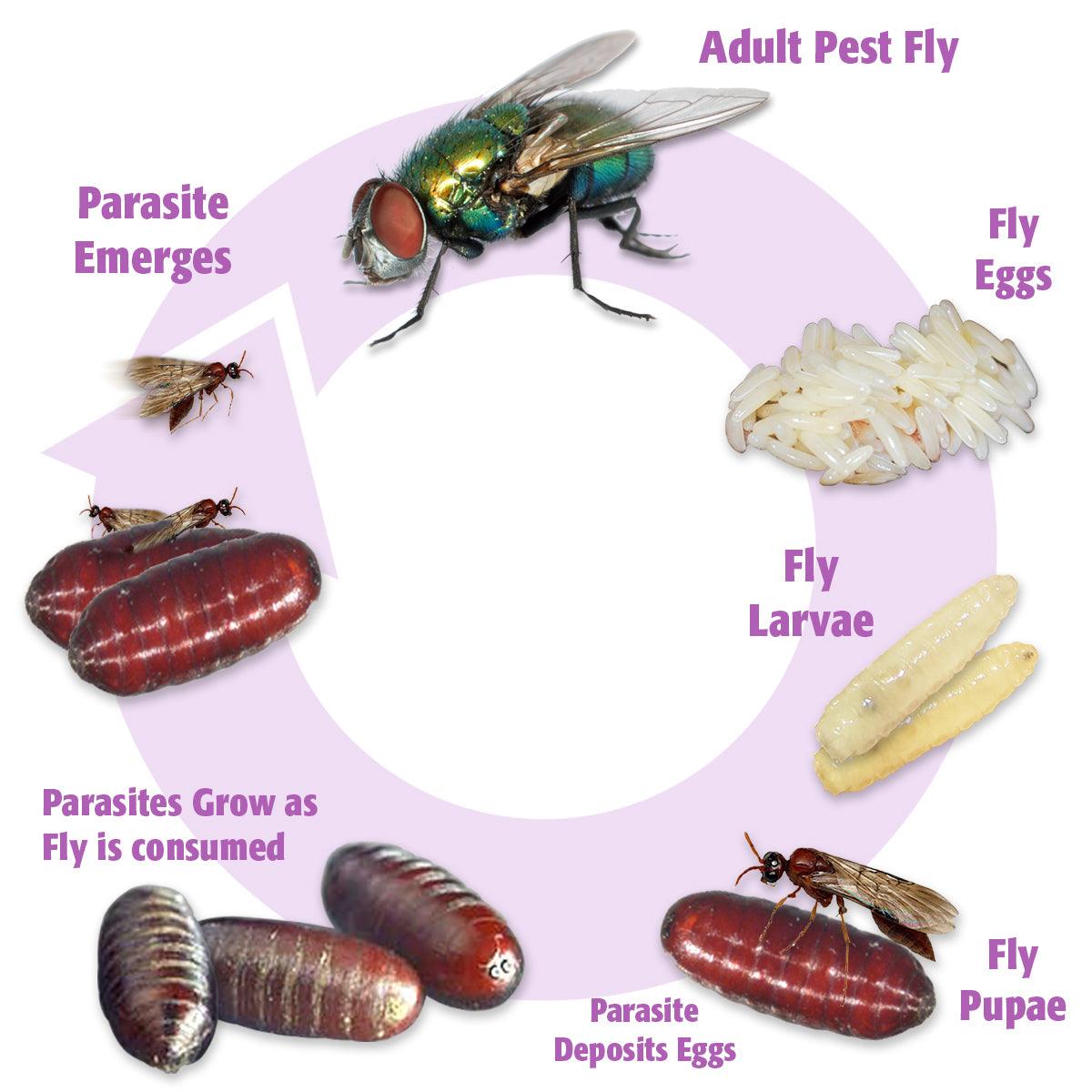 Fly Parasite Complex