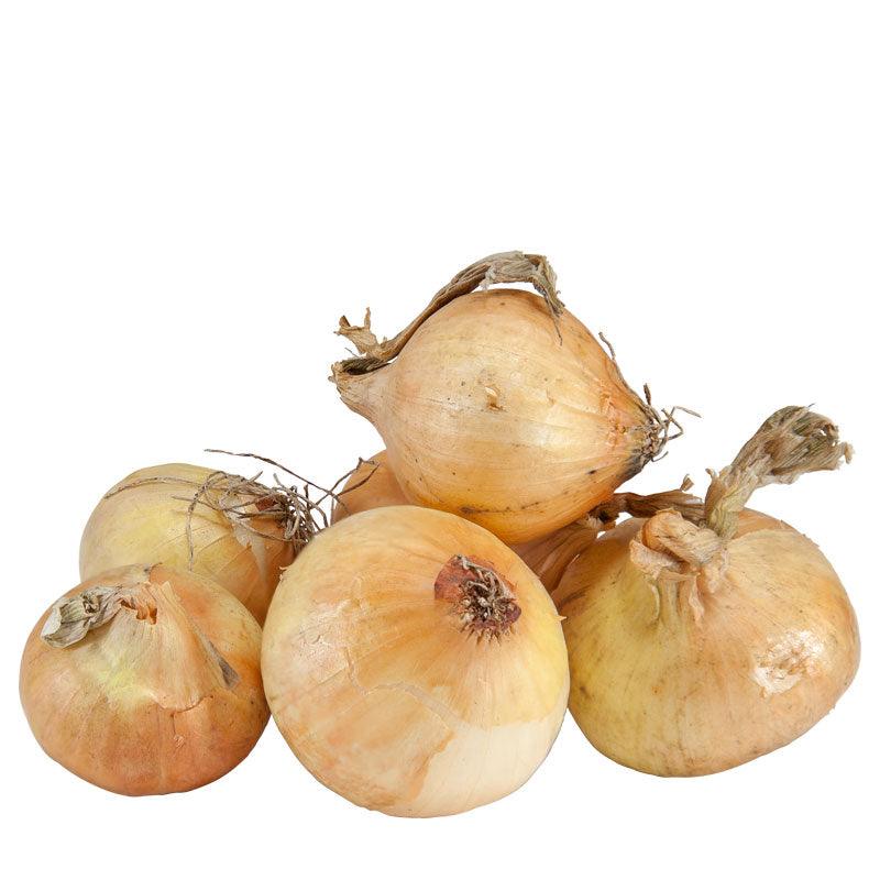 Onion Sets Dutch - Yellow Stuttgarter (Pack of 75)