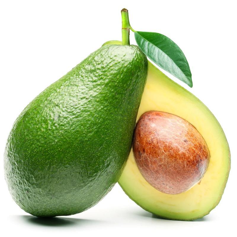 Fuerte Avocado Tree (Potted)